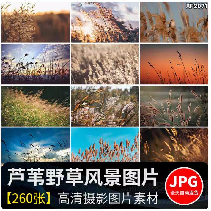 唯美芦苇荡芦苇丛野草枯草秋天植物自然风景夕阳日落美景图片素材