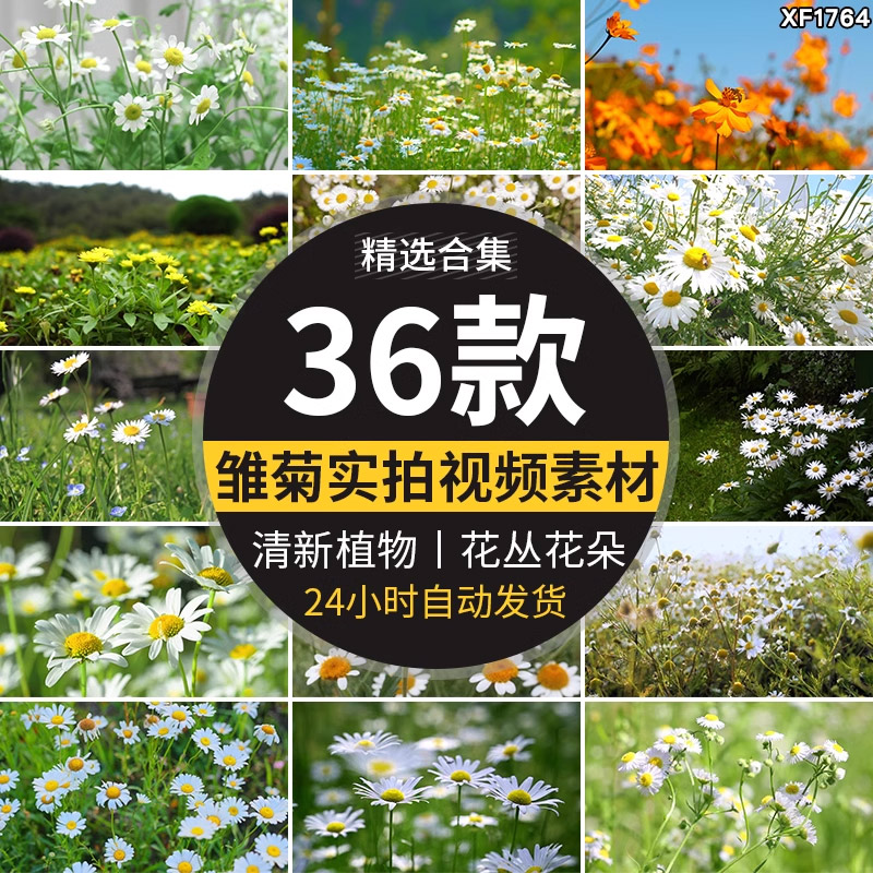 唯美盛开小雏菊花清新植物盛开花丛花朵特写清新空境实拍视频素材