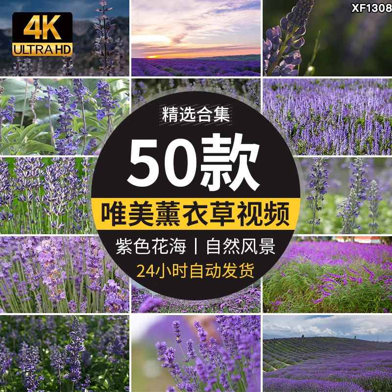唯美景紫色薰衣草庄园田园实拍特写镜头花海自然风景剪辑视频素材