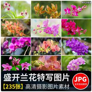 春天盛开兰花兰草花卉粉红黄紫色花朵花瓣植物特写摄影图片照素材