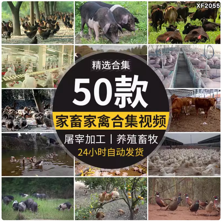 养殖场家畜家禽畜牧鸡蛋野鸡鸭猪牛羊猪肉牛肉屠宰场加工视频素材