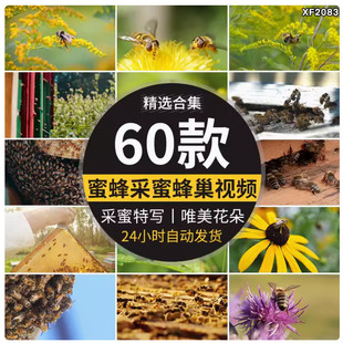 野生蜂蜜蜂采蜜特写唯美花朵蜂巢养殖养蜂业实拍高清剪辑视频素材