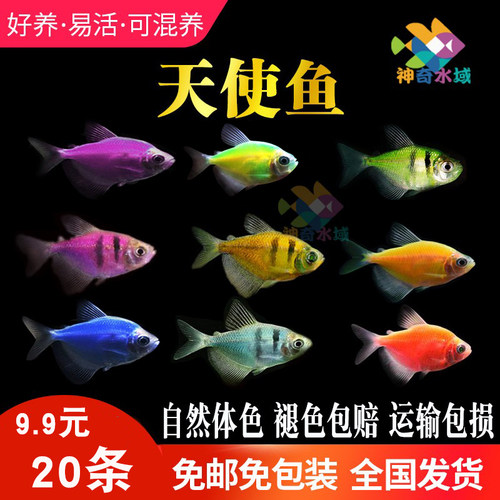 天使鱼柠檬青苹果紫衣老虎小型