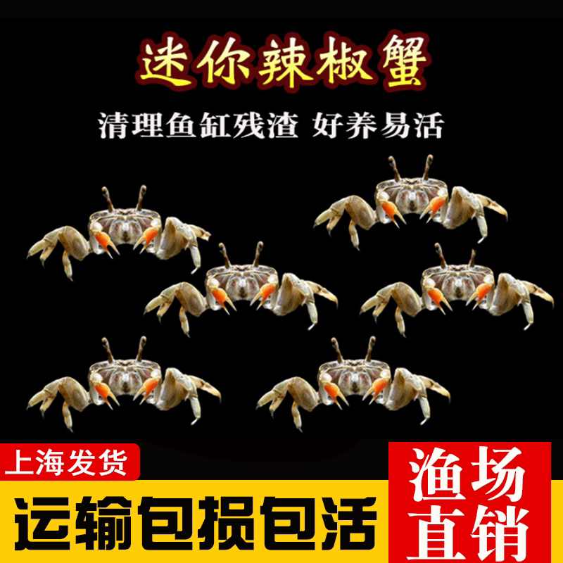 迷你辣椒蟹观赏蟹活体螃蟹