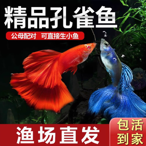 孔雀鱼纯种孕母小型活体鱼苗淡水