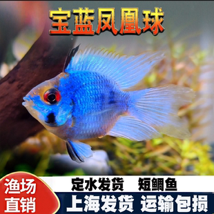 桃心金波子鱼热带观赏活体短鲷宝蓝阿凡达荷兰凤凰皮卡丘淡水小型