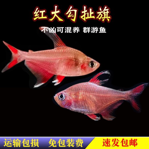 梦幻灯热带鱼灯科鱼南美灯鱼