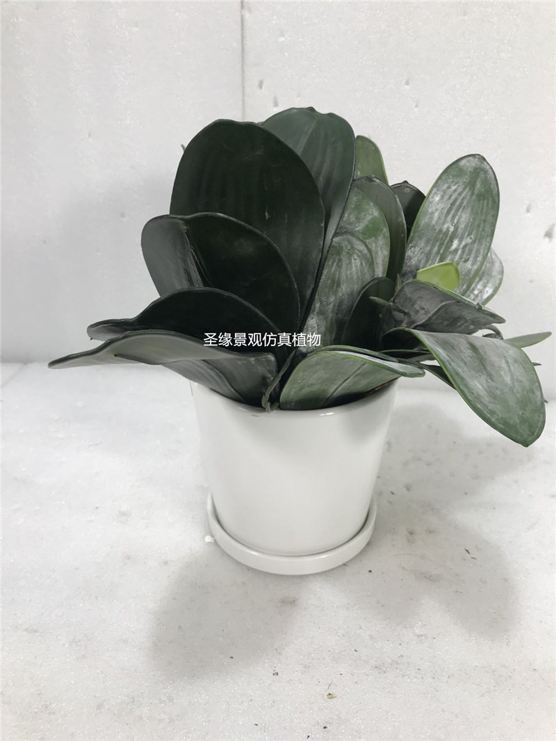 ab仿真蝴蝶兰叶子君子兰叶片假植物花材绿叶装饰造景摆设小植物