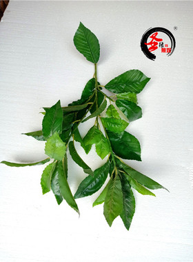 仿真青杠树叶子假橡树叶柞树叶青冈树枝青冈栎乔木橡子树工程装饰