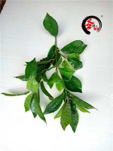 仿真青杠树叶子假橡树叶柞树叶青冈树枝青冈栎乔木橡子树工程装饰