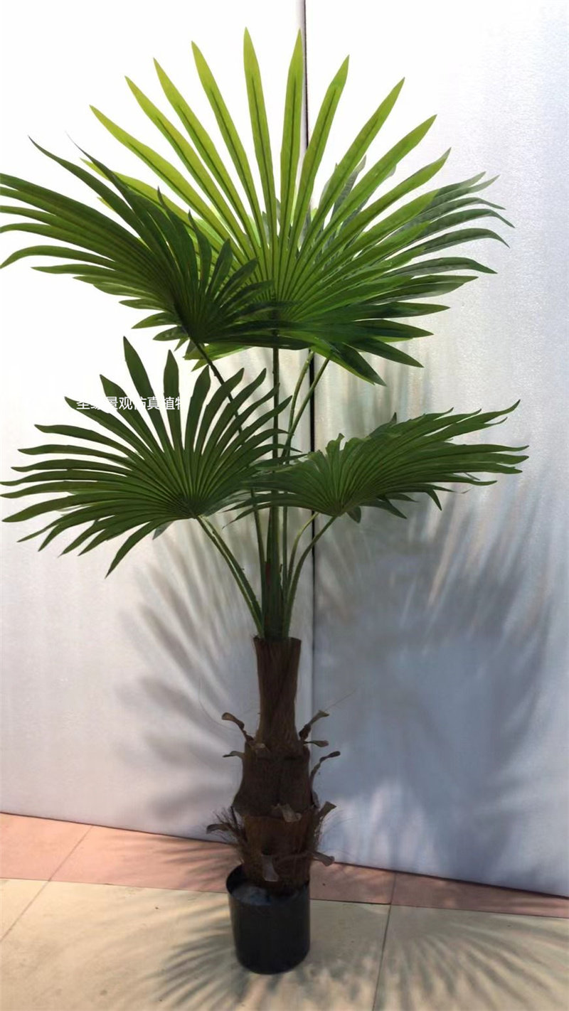 2米假棕榈树热带雨林造景假树老人葵圆叶蒲葵盆栽