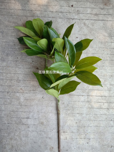 仿真灰莉叶非洲茉莉树枝假叶子塑料花花瓶插花高枝榕树叶餐桌花艺