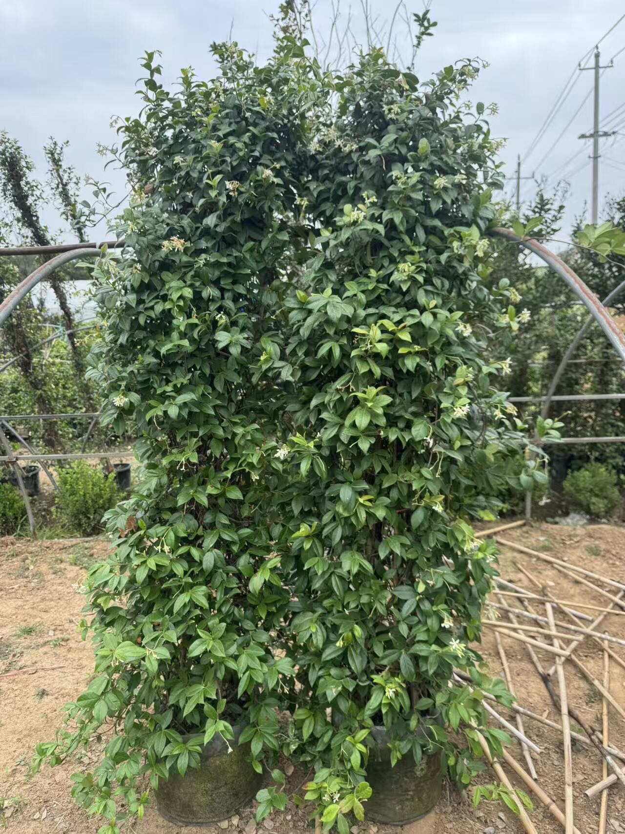 风车茉莉爬藤花卉四季不落叶耐寒暴晒阳台庭院楼顶均可种植