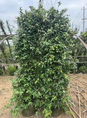 风车茉莉爬藤花卉四季不落叶耐寒暴晒阳台庭院楼顶均可种植