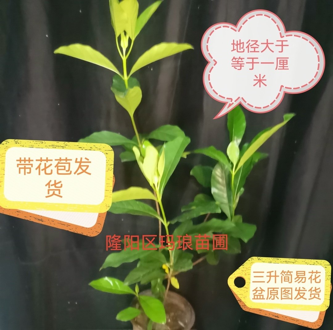 独杆大叶牡丹栀子花盆栽室内外四季花卉植物开花浓香型带花苞