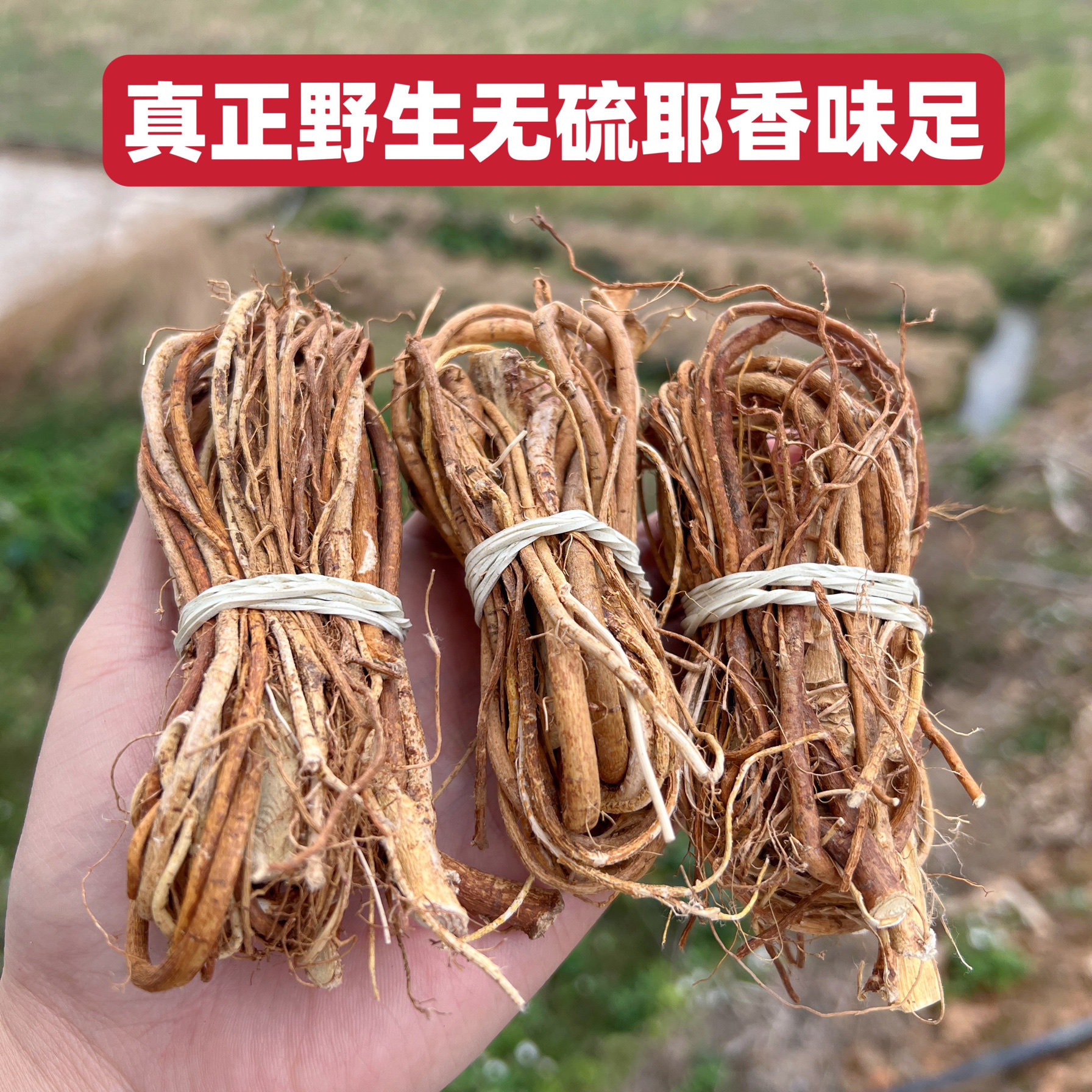广西深山野生五指毛桃五指奶根五爪龙根无硫小扎把煲汤泡酒料