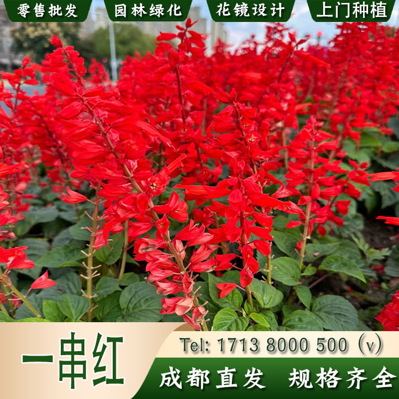 一串红小苗盆栽矮串红红花鼠尾草种子炮仗花园林景观花卉
