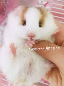 纯家养包子脸 火眼线雨点陨石假面稀有熊西施熊长毛金丝熊/仓鼠