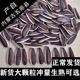 生瓜子葵花籽内蒙古新货散装 5斤零食薄皮葵花子大粒原味现炒瓜子