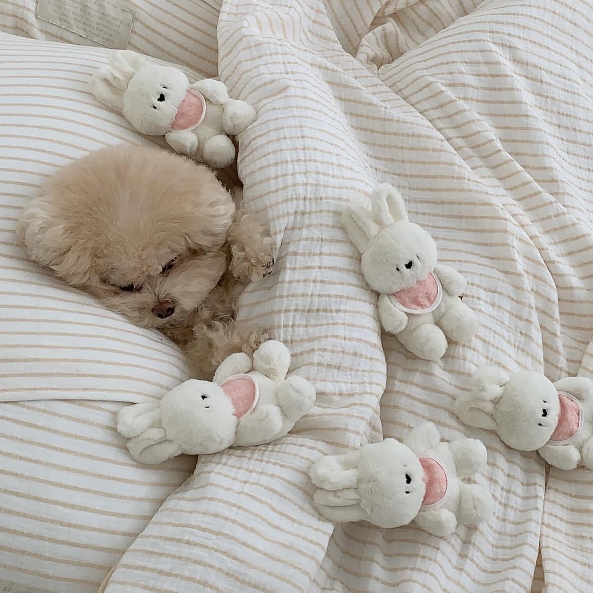 ins新款韩国兔子陪睡公仔啃咬发声毛绒玩具外贸宠物狗狗猫咪pets