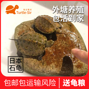 【龟谷鳖老】纯种日石龟 日本石龟 活体 苗 水龟 宠物龟 观赏龟