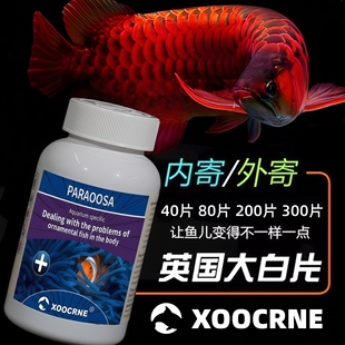 英国协宠XOOCRNE大白片罗汉鹦鹉七彩头洞龙鱼金内外寄凸眼观赏鱼