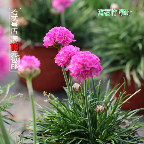 海石竹颜色好看耐寒阳台庭院