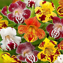 盆栽型猴面花时令草本 多色可选阳台庭院盆栽花卉龙面花