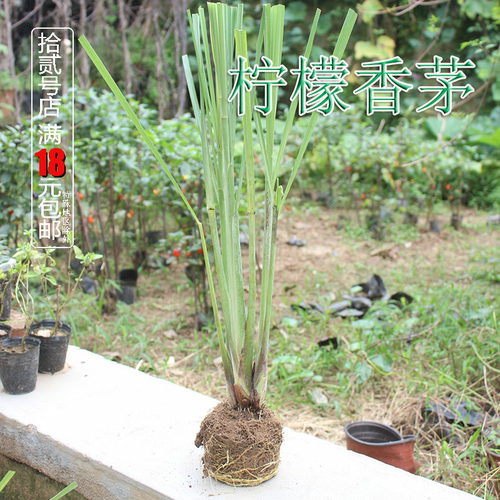 香茅香草阳台庭院菜泡茶香草料理