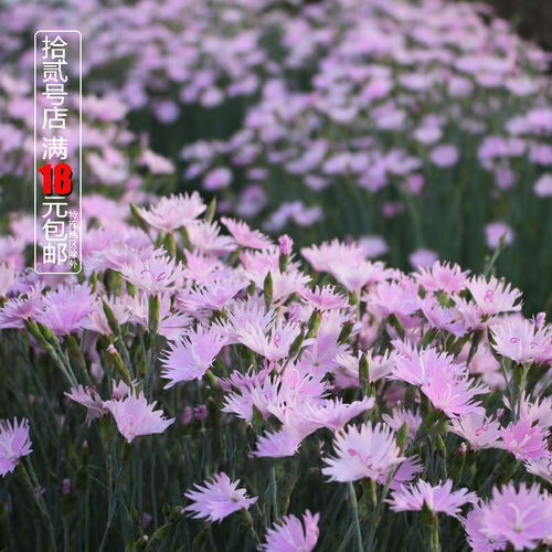 蓝灰石竹盆栽苗耐寒耐热花镜绿植