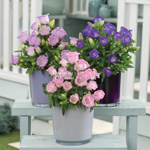 风铃草彩铃阳台庭院好养植物