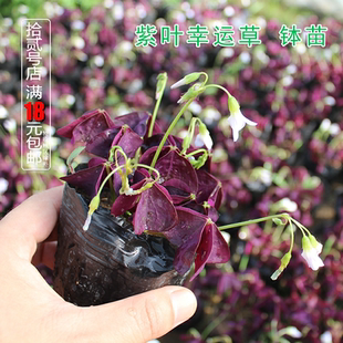 紫叶炸浆草 紫叶草盆栽 三角叶紫叶粉白色花