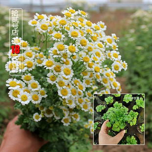 短舌匹菊单瓣重瓣可可切花洋甘菊苗花卉盆栽庭院冬季绿植物耐寒