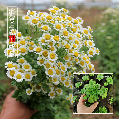 切花洋甘菊短舌匹菊香草