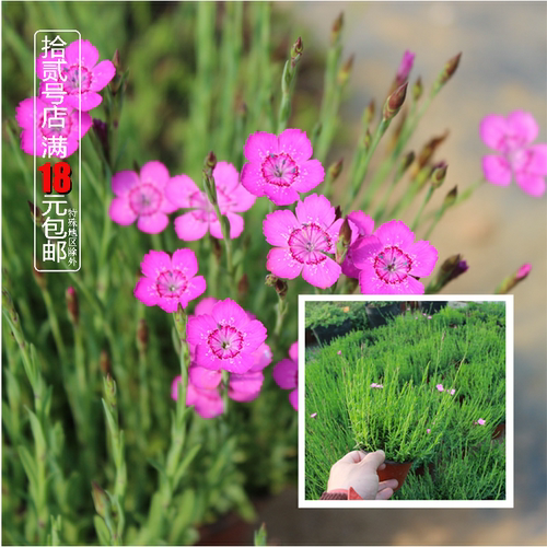 少女石竹风庭院阳台盆栽花期长