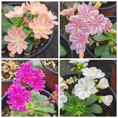 露薇花多色带苞盆栽室内好养