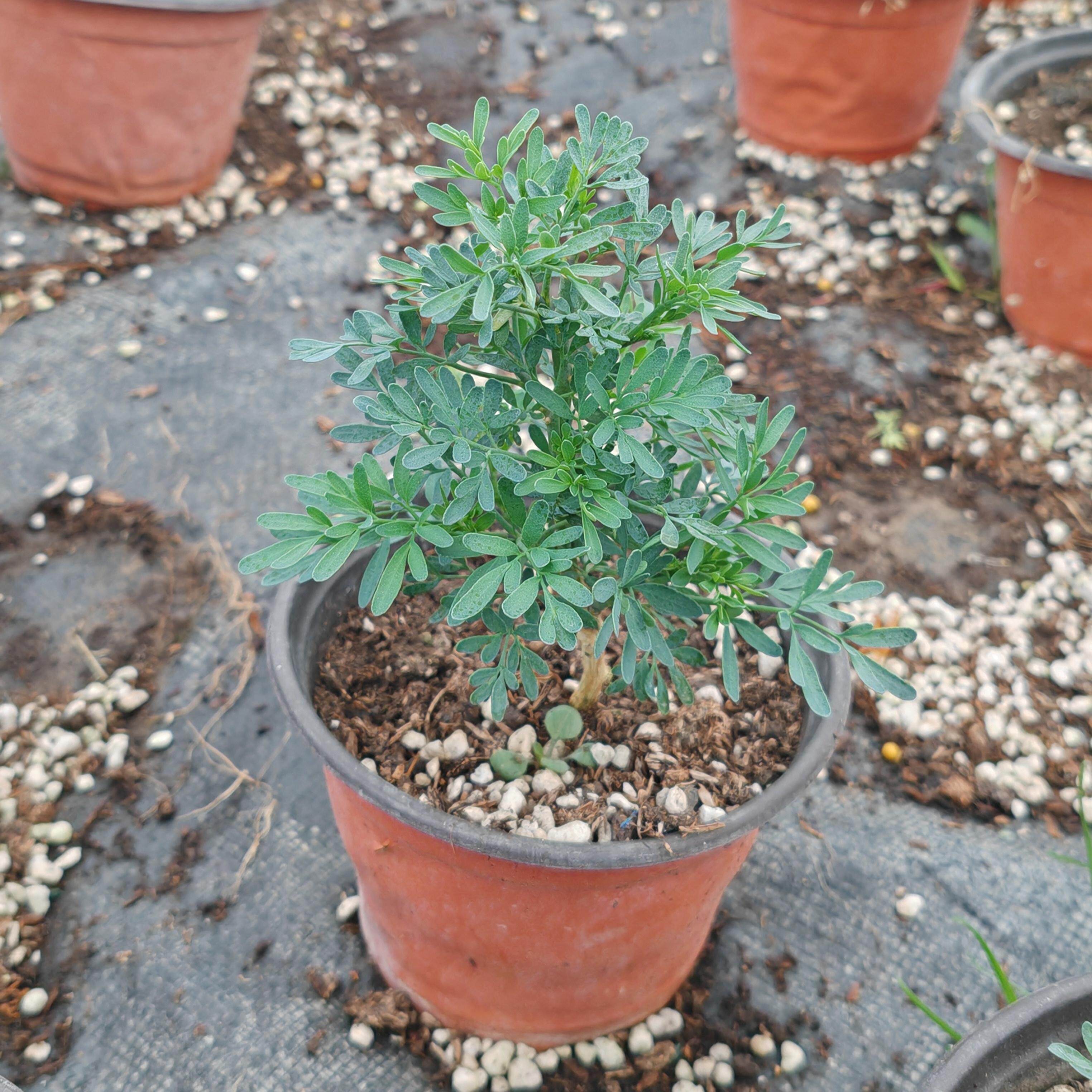 芸香可食用多年生香草植物盆栽香草臭草做绿豆汤解暑驱蚊好养