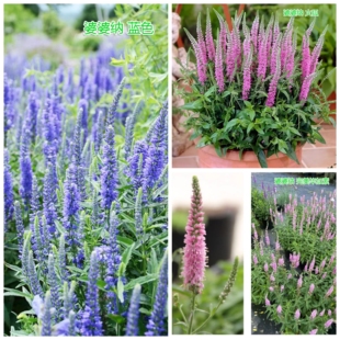 穗花婆婆纳盆栽多年生庭院阳台耐寒耐热宿根花卉