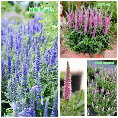 穗花婆婆纳盆栽多年生庭院花卉