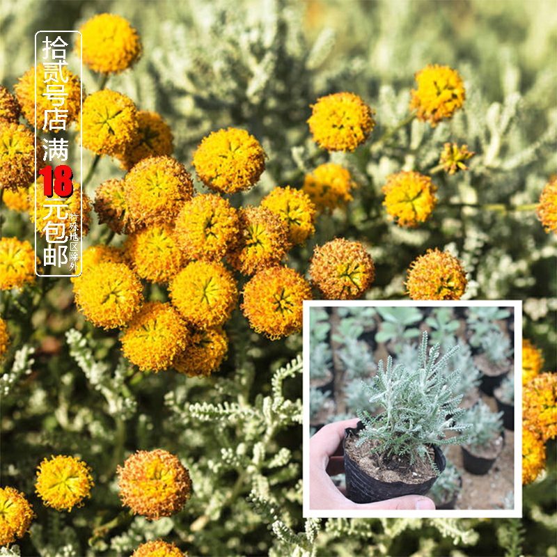 绵杉菊苗香草植物小盆栽苗 香草苗 驱蚊虫芳香植物驱虫花镜