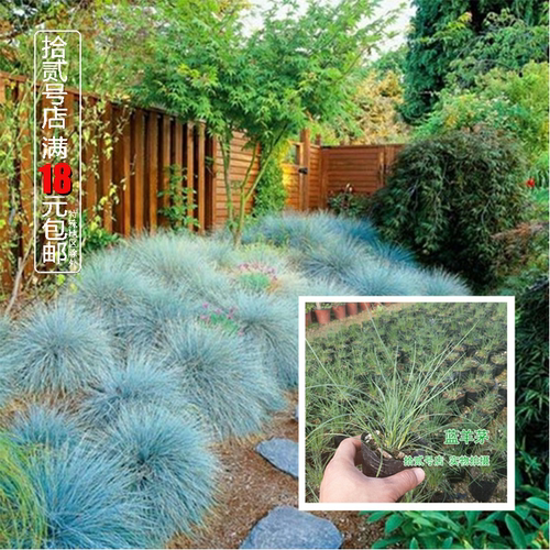 蓝羊茅庭院阳台美观吸收甲醛