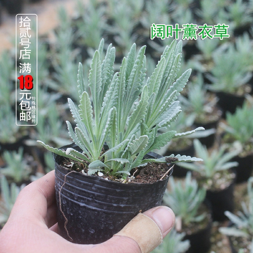 盆栽薰衣草阳台庭院香草