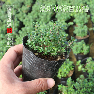 柠檬绿叶百里香盆栽苗可食用香草西餐料理烧烤泡茶驱蚊芳香绿植物