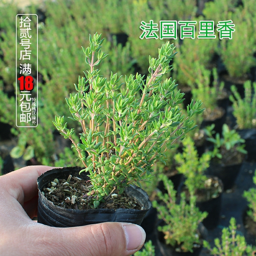 法国百里香盆栽苗可食用香草