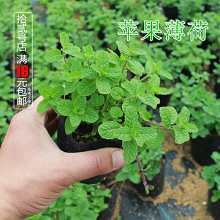 苹果薄荷盆栽苗 可食用香草西餐入菜料理烧烤泡茶驱蚊芳香绿植物