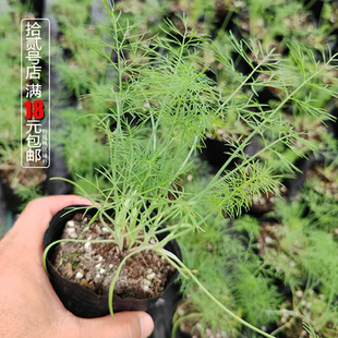割茬茴香苗小茴香籽球茎春夏秋季多季播种蔬菜阳台盆栽易种