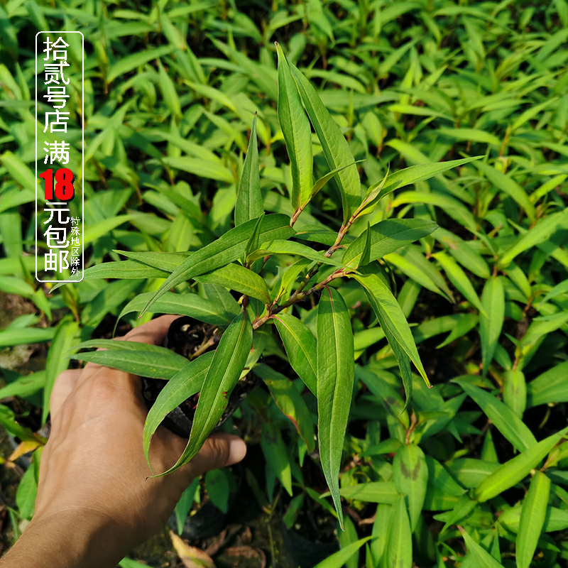 越南香菜芫荽叻沙食用香草耐湿热