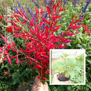 食用香草 水果鼠尾草盆栽苗 西餐调料 水果香味 香草料理带土发货