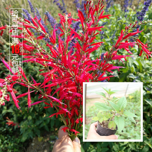 食用香草水果鼠尾草盆栽苗