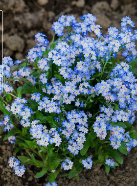 宿根爱矮生勿忘我维多利亚蓝庭院花园植物阳台组合盆栽花卉星辰花